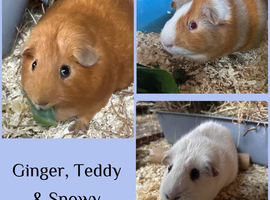 Guinea pigs x3 with Kavee Cage and accessories.  Can sell guinea pigs separately to cage