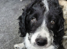 3 stunning borderpoo puppies  left waiting for their forever homes