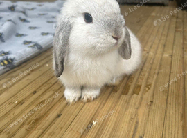 Pure mini lop girl ready to leave
