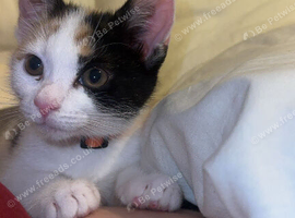 This is nala 18 weeks old