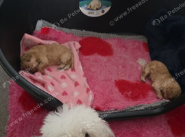 TOY POODLE PUPPIES LOOKING FOR THEIR FOREVER HOMES