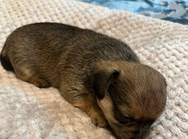Chihuahua Puppies