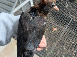 Archangel pigeon for sale