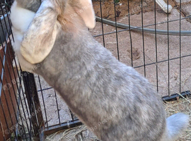 Gorgeous PURE BRED Giant French Lop Girl - looking for a Retirement home
