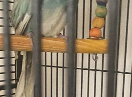 2 x beautiful baby kekeris