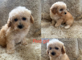 4 beautiful Poochon puppies ready soon