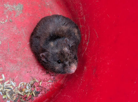 Syrian Hamster