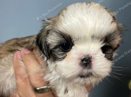Fully healthy shih tzu