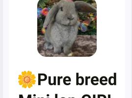 Mini lop Girl rabbit