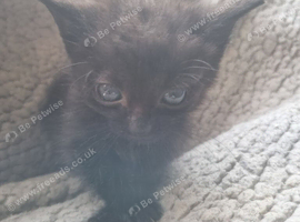 2 beautiful fluffy black kittens