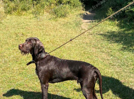 Male  pointer dog for sale
