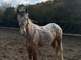 13.2, 3 year old Appaloosa filly