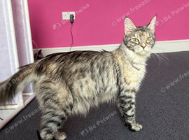 Maine coon Tica registered