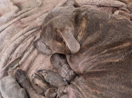 Blue staffy puppies