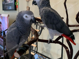 African grey parrot