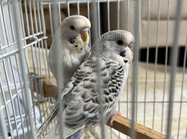 Budgies