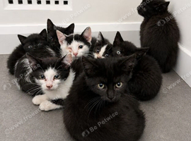 Mixture of boys and girls 8-10 weeks old