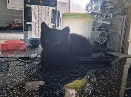 10 week kitten