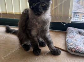 Tica active championship kitten