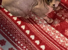 Outstanding Canadian Sphynx Male Available