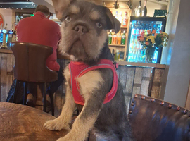 French bulldog fluffy