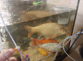 20+ inch koi