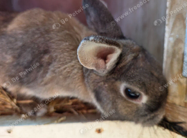 Female rabbit looking for forever home