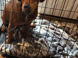 Alfie the mixed breed