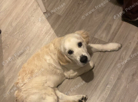 Purebred golden retriever