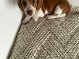 Beautiful unique piebald long haired miniature Dachshund