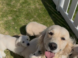Golden Retriever Puppies