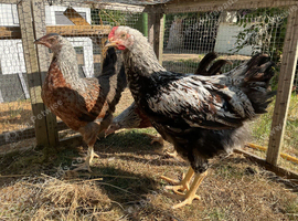 Rare Silver Duckwing Welsummer Trio For Sale