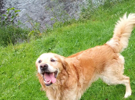 Looking for a lab or a border collie