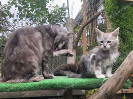 Mainecoon kittens ready now