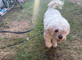 I&rsquo;m giving my lovely dog