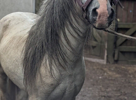 Raymond, section A type . Project pony.