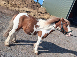 Beautiful 2 years old cob colt