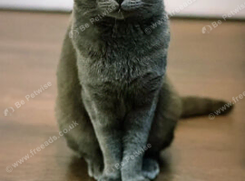 Absolutely Stunning rare blue male