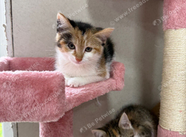 Kittens For Sale