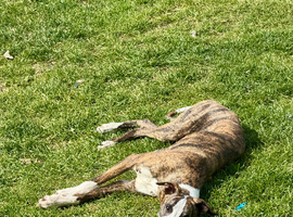 1 year old whippet needs new home