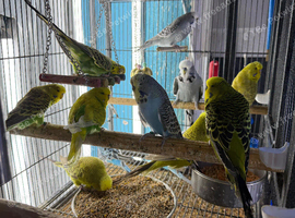 Baby budgies Glasgow