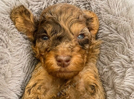 F3 cockapoo puppies