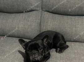 Re home my sons Frenchbulldof