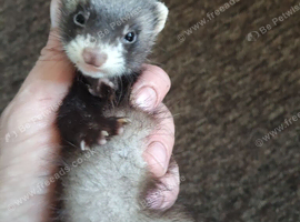 Ferrets ready  now all types colors beautiful