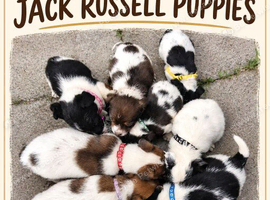 Tri coulered jack russel puppies