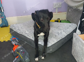 8 month old pup bull lurcher whip