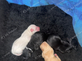 Jackapoo puppies