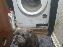 Selling 2 year old blue male French bulldog, grandson to ghost from dragonborn.