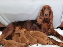 Loving Irish Setter puppies available to reserve