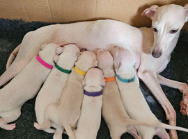 KC Registered Cream Italian Greyhound Puppies